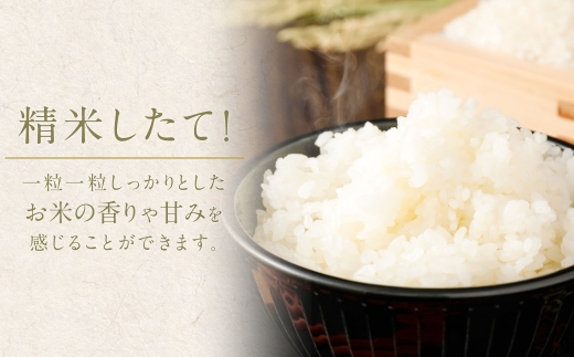 【 3ヶ月定期便 】 阿蘇のお米 10kg（5kg×2個）×全3回 米 コメ お米 こめ ご飯 飯 白米 白飯 国産 熊本県産