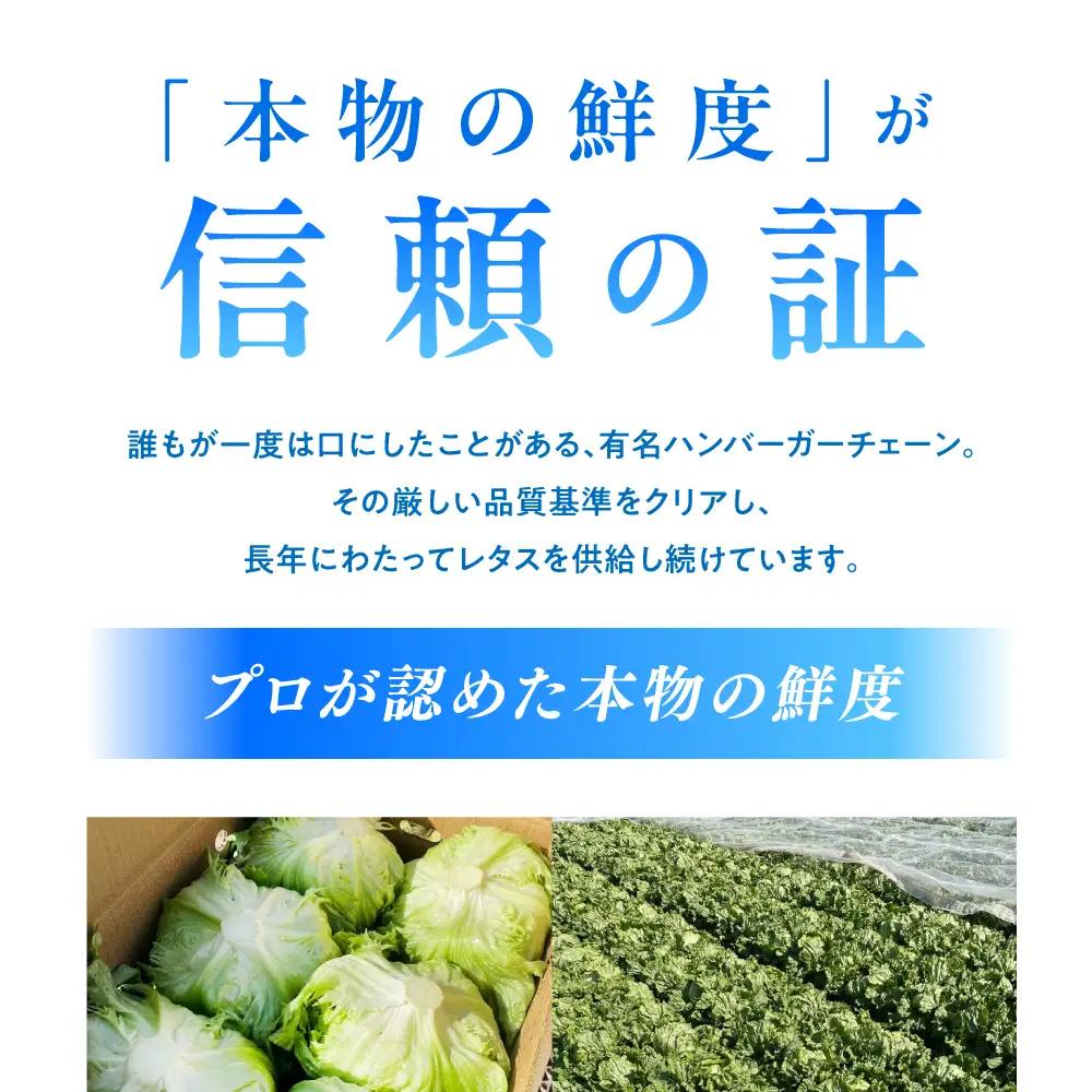 2026年 12月-発送 レタス約8kg [SGU005] レタス