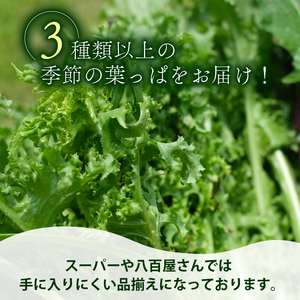 【爬虫類用】【定期便6回】 季節の葉っぱ詰め合わせ セット 約 1.8kg 80サイズ ( 定期便 6カ月 草食 雑食 爬虫類 動物 ペットフード ペット リクガメ カメ イグアナ ごはん ご飯 おや