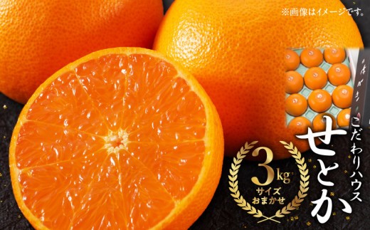 
                  【2027年先行予約】こだわり ハウスせとか 約3kg（サイズおまかせ）_ZW6127n
                