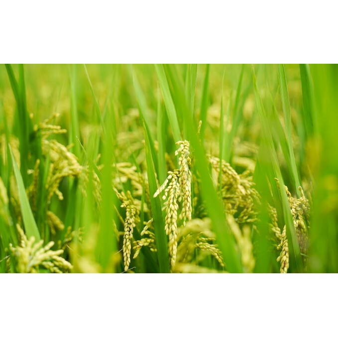 【栽培期間中 農薬・化学肥料不使用】兵四郎米 20kg（玄米） お米 _イメージ4