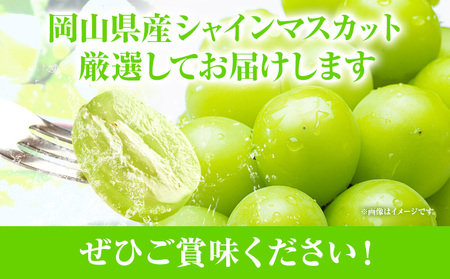 家庭用つる付きシャインマスカット 3房(1房530g以上)【配送不可地域あり】有限会社ホーティカルチャー神島  令和7年産先行受付《9月上旬-10月下旬頃出荷》岡山県 笠岡市 送料無料 葡萄 フルーツ