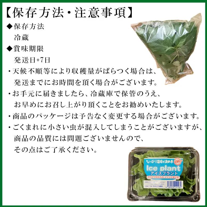 『先行予約』【12月上旬より順次発送】冬穫れハウスモロヘイヤ(100g×5袋)とアイスプラント(70g×5P)セット 2箱