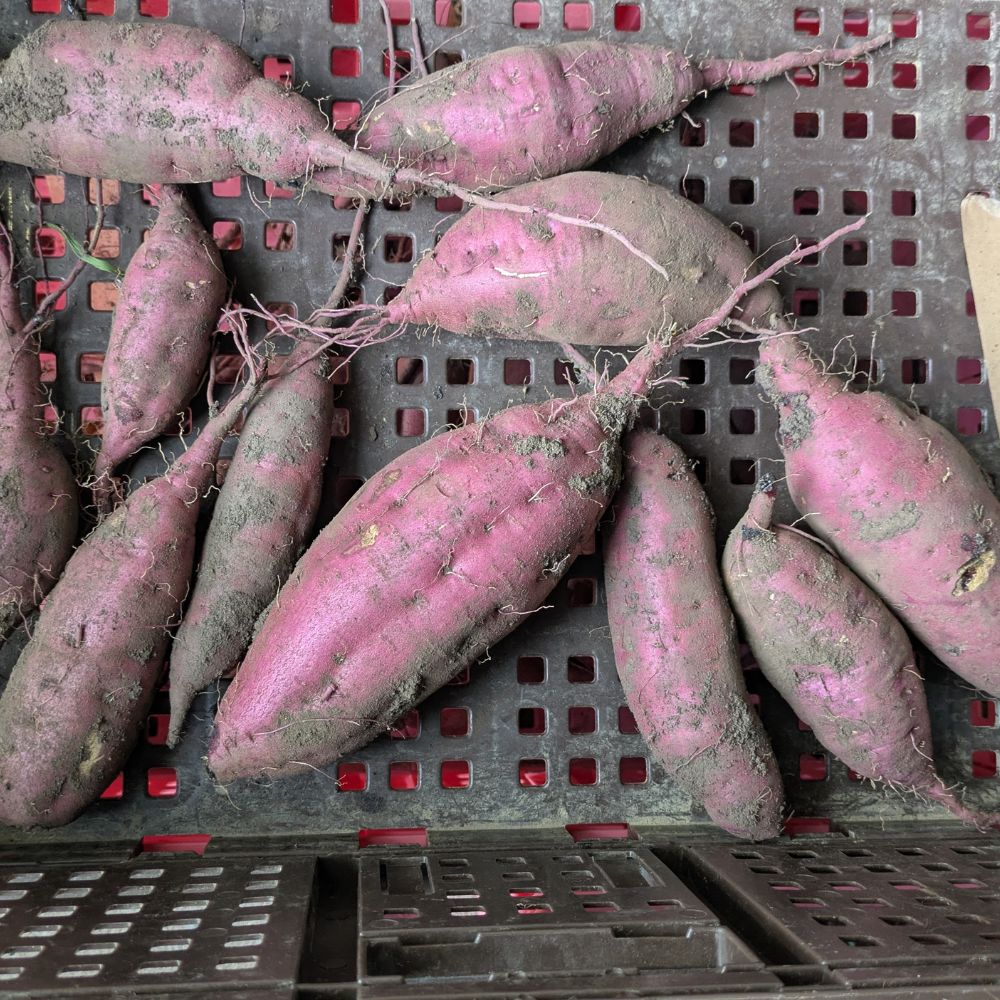 【ふるさと納税】雪解け甘藷「紅はるか」訳アリ 甘い 甘さ凝縮 訳あり品 さつまいもスイーツ 紅はるか さつまいも 寒冷地 ねっとり 青森県 三戸町 CE-25-004