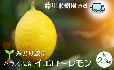 【2026年先行予約】みどり認定 ハウス栽培イエローレモン 2.3kg 国産レモン 香川 柑橘類 レモン　 