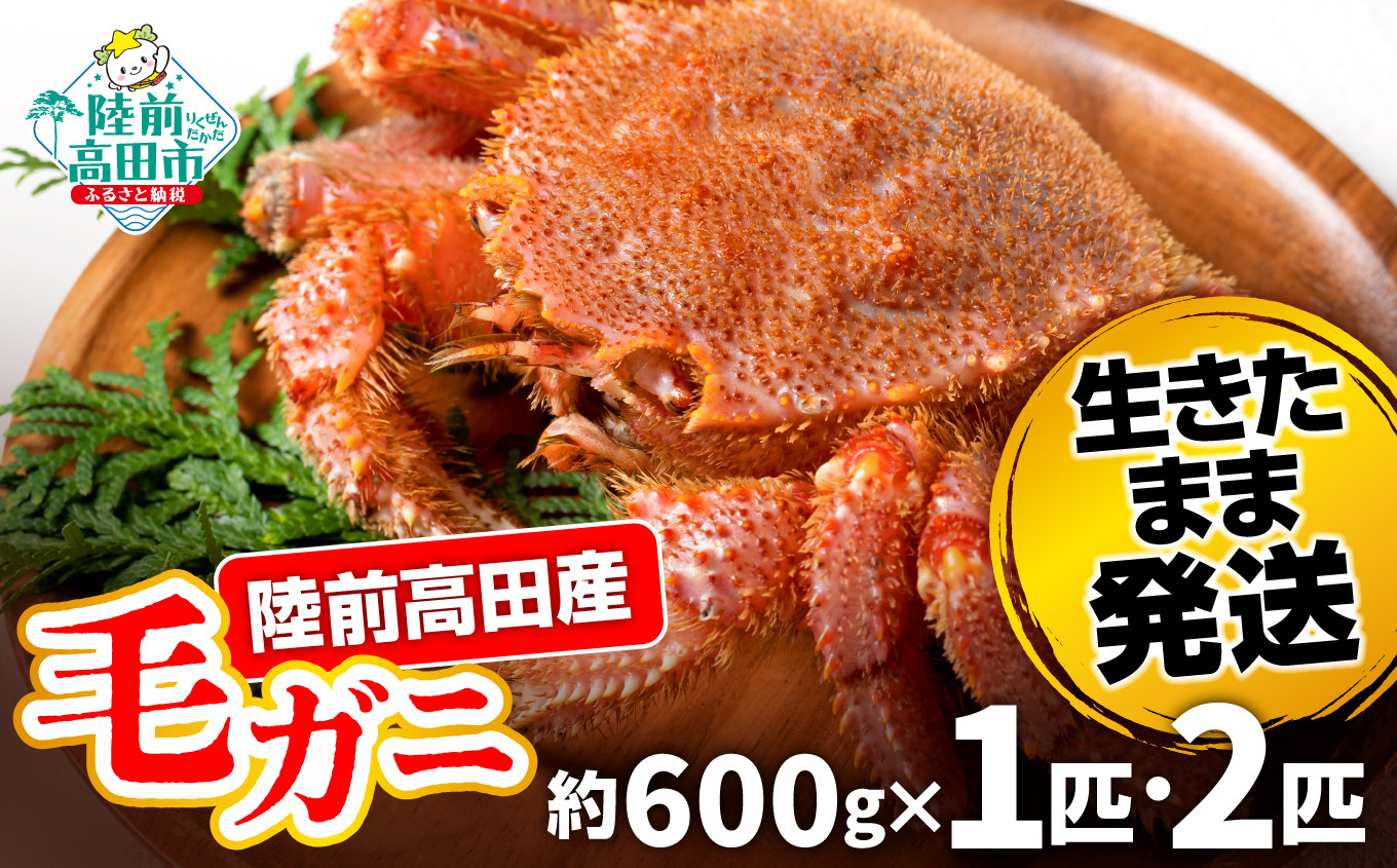 
            【先行予約】 陸前高田産 毛ガニ 約600g 選べる内容量 1～2匹 生きたまま発送！ 【 かに カニ 魚介類 旬 鮮度抜群 産地直送 三陸産 】令和7年2月から発送予定
          