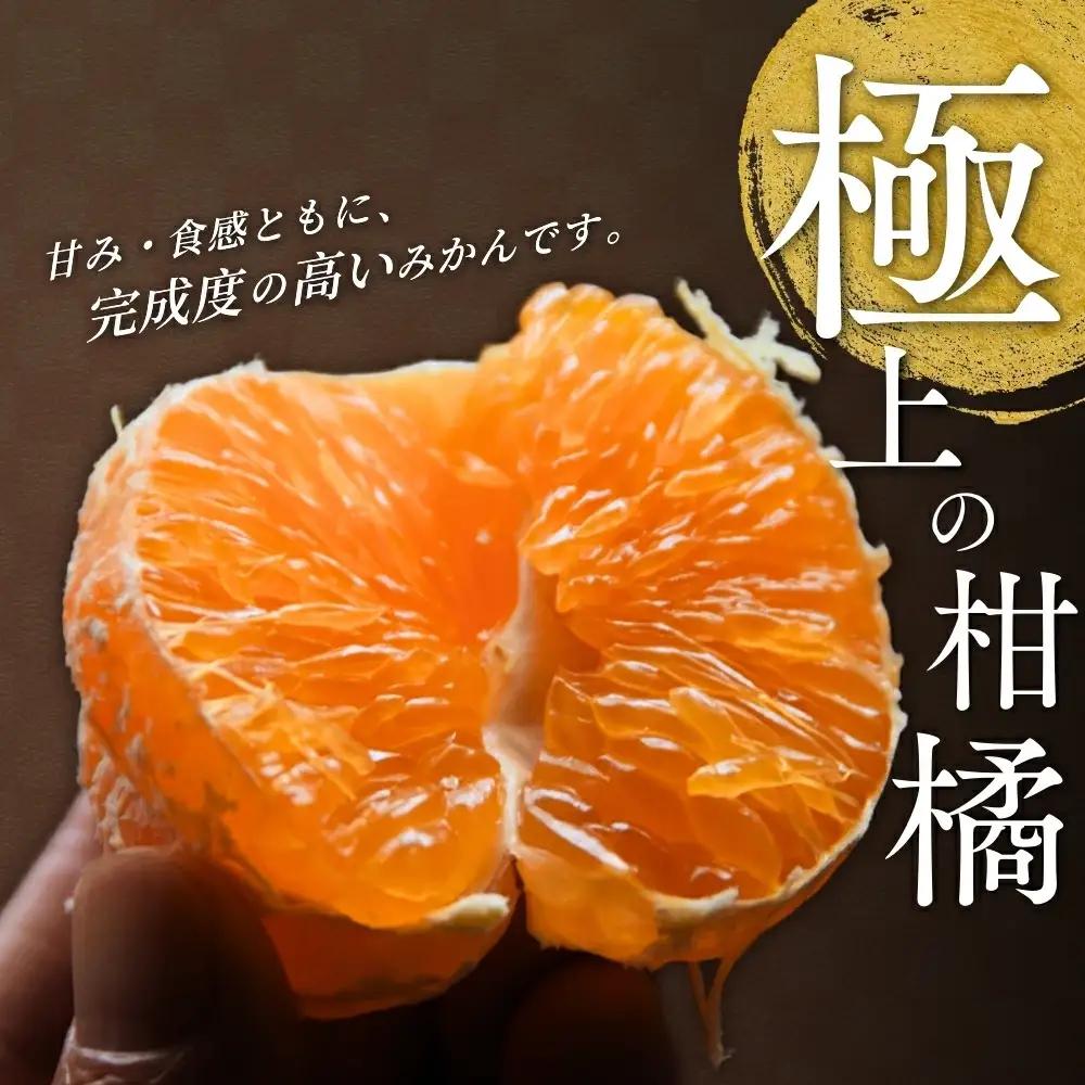 【先行予約】 せとか 5kg （2027年3月以降順次発送） / 柑橘の大トロ 高級 ブランド 希少 品種 和歌山蜜柑 和歌山ミカン 高級みかん 人気みかん みかんランキング 果物 くだもの フルーツ