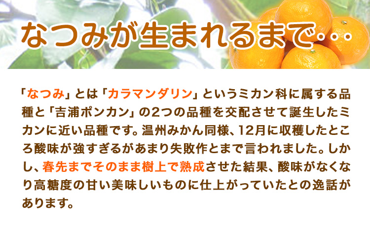＜先行予約＞初夏のみかん なつみ 約 3kg 株式会社 魚鶴商店《2026年4中旬-4月下旬頃出荷》 和歌山県 日高川町 みかん なつみ 南津海 柑橘 果物 フルーツ 送料無料