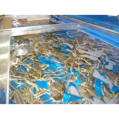 ふるさと納税 京丹後市 日本海産　ブランド蟹　茹で松葉蟹【訳あり】中大サイズmatubakani800　2匹入り |  | 03