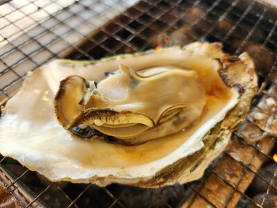 飛田水産　石川県七尾産　能登かき　殻付き半缶｜牡蠣　専用ナイフ 牡蠣 かき カキ 能登の里山里海 石川県七尾市 能登半島　※要加熱 ※2026年1月上旬～5月下旬頃に順次発送予定 ※北海道・沖縄・離島