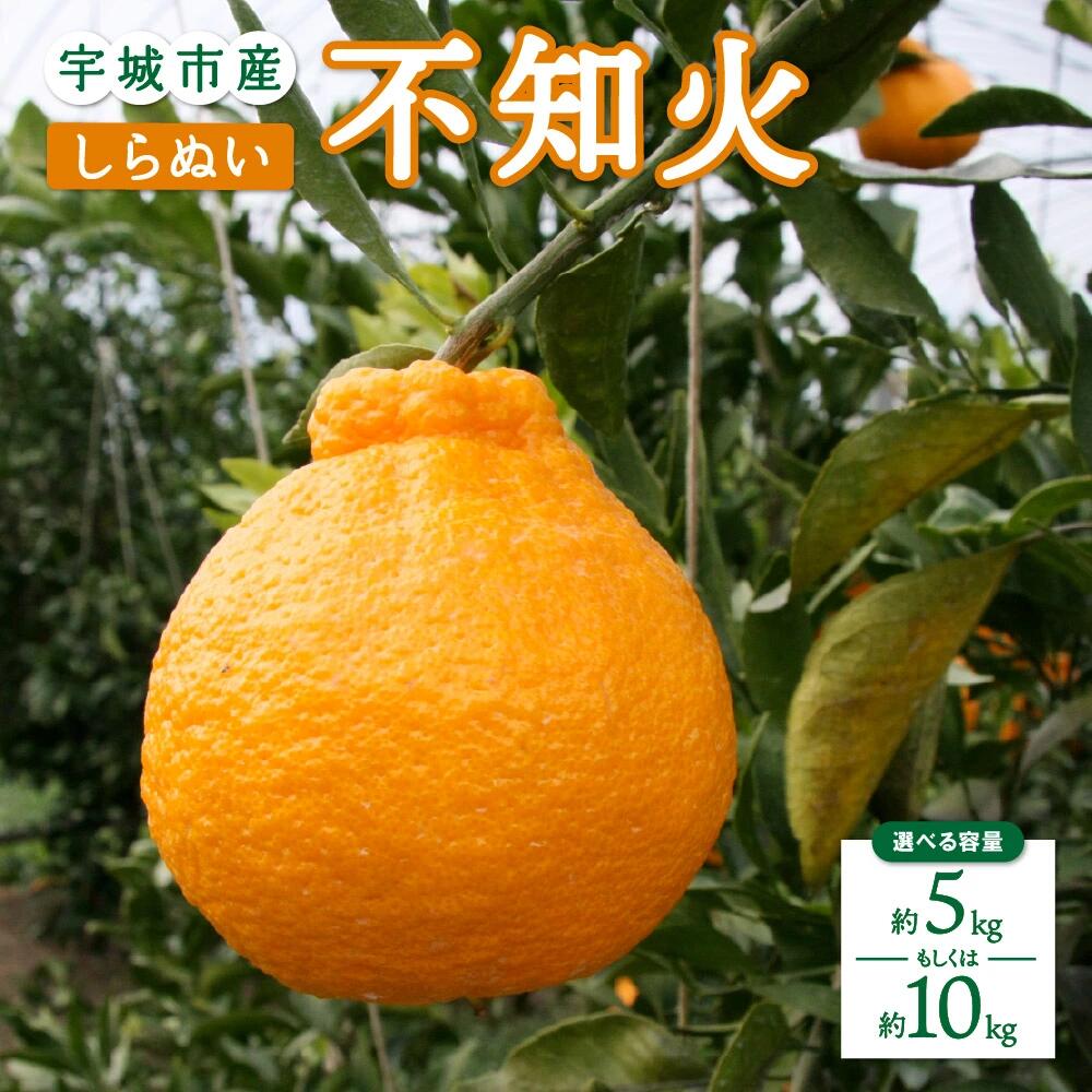 【ふるさと納税】先行予約 不知火【選べる容量】5kg 10kg 【2027年2月上旬-4月下旬発送予定】 ひかる農園 しらぬい 柑橘類 みかん 宇城市産 熊本県産 九州産 国産