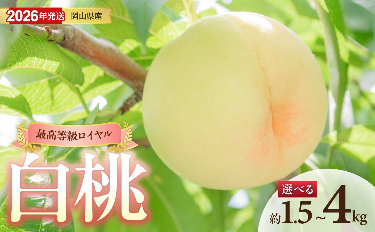 
            【選べる内容量】【2026年発送】岡山県産白桃（ロイヤル）約1.5kg 約2kg 約4kg（令和8年6月中旬～8月上旬発送 ）【白桃 もも フルーツ モモ ロイヤル 糖度最上級 岡山県産 くだもの王国岡山 】
          