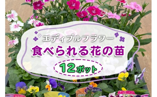 農家直送！加藤さんちのエディブルフラワー 12ポット｜鉢植え 観賞用 食用 花 お花 野菜 トッピング 付け合わせ [0775]