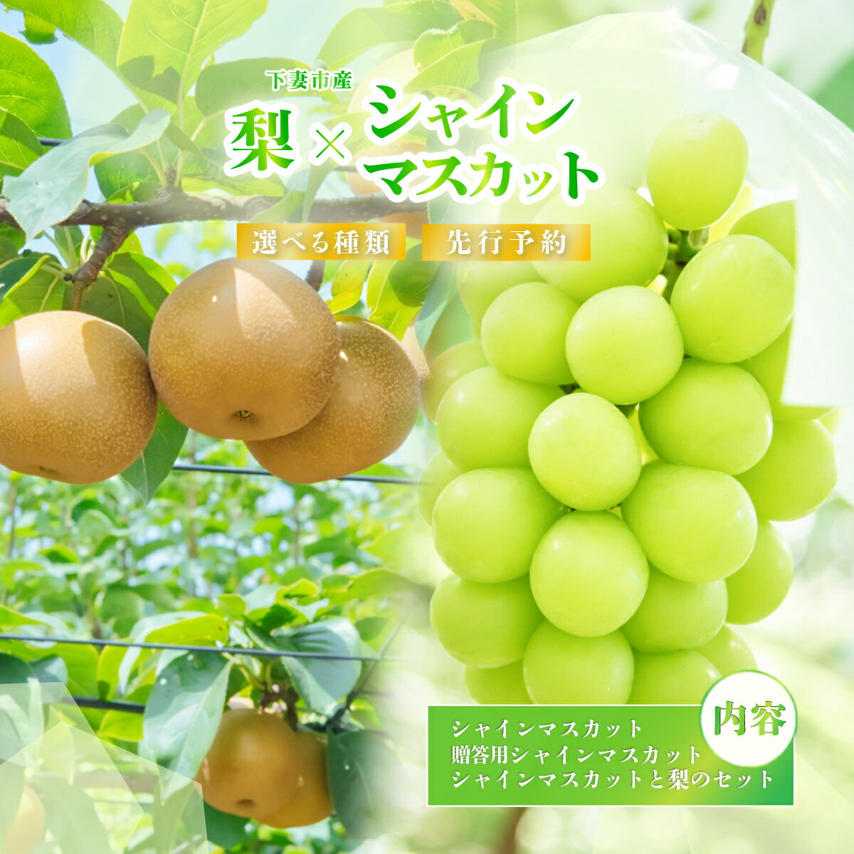 【ふるさと納税】【先行予約】選べる シャインマスカット & 梨 人気 フルーツ 食べ比べ セット ぶどう 葡萄 なし 甘い シャインマスカット 1房 贈答用 2~3房 粒パック (100g分）梨 2玉 4~5玉 豊水 or あきづき 新高梨 or 新興 茨城県 下妻市産