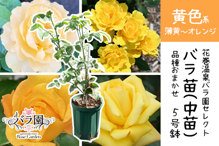 ＜色で選べる♪＞花巻温泉バラ園で育った「バラ中苗」5号サイズ -黄-【1858】<2026年3月より発送>