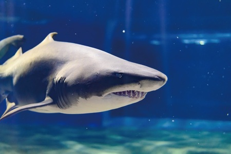 アクアワールド 茨城県 大洗 水族館 年間パスポート 大人2名 大洗 チケット _AQ009