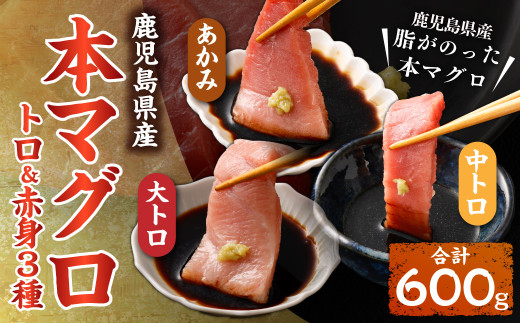 鹿児島県産本マグロ トロ＆赤身 3種セット 合計600g 本マグロ トロ 赤身 マグロ 魚 刺身 刺し身 【2026年1月下旬より順次出荷】_ss1116_CR