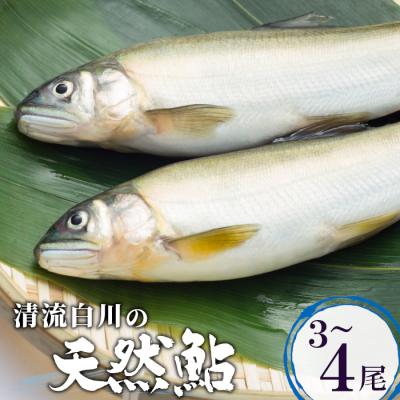 ふるさと納税 東白川村 《数量限定》清流白川の天然鮎 3〜4匹 魚 川魚 あゆ 岐阜県東白川村