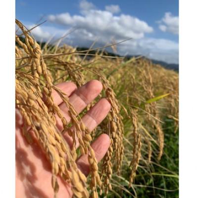 ふるさと納税 京丹後市 令和7年産　丹後こしひかり　玄米5kg【特別栽培米】新米 京都の農家から直送もっちりおいしい |  | 01