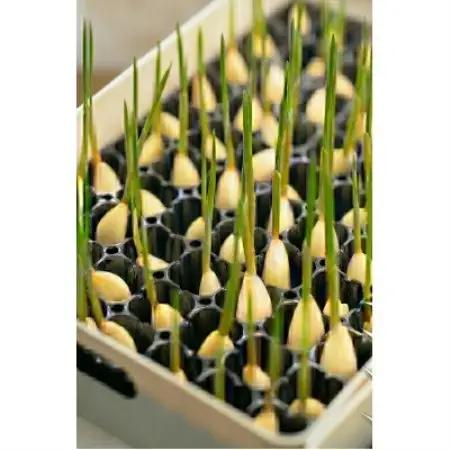 【9月中旬以降順次発送!】まるごと!スプラウトにんにく(80g×5パック)　栄養満点スーパーフード【配送不可地域：離島】【1735501】