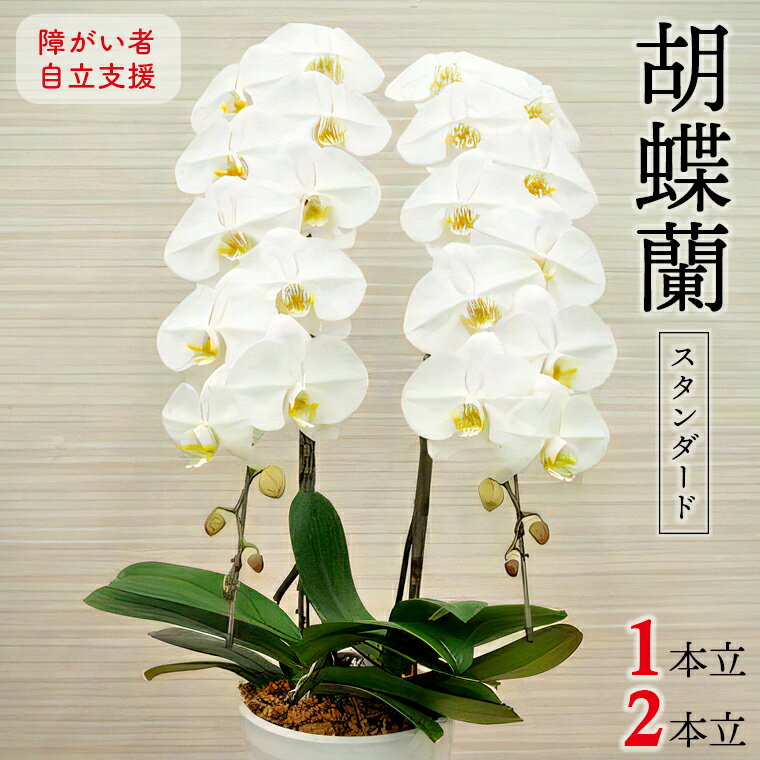 【ふるさと納税】花 胡蝶蘭 コチョウラン 1本立 2本立 おすすめ 生花 スタンダード 鉢植え 障がい者 自立支援 高品質 贈答用 ギフト 贈り物 プレゼント お祝い 御祝い 開店祝い 就職祝い 卒業 入学 誕生日 敬老の日 父の日 母の日 慶弔花 記念日 有名企業 著名人 Alon Alon