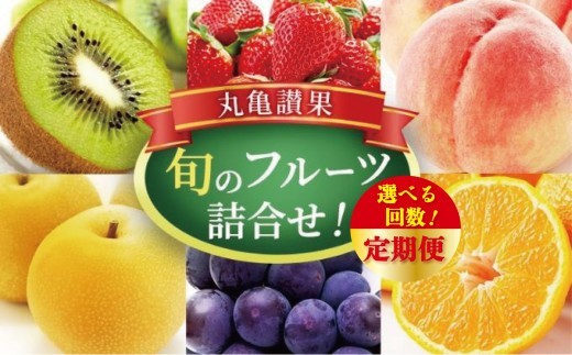 
                  【丸亀讃果】【選べる回数1回から12回】今が旬の厳選果実 詰め合わせ  旬のフルーツ 食べ比べ いちご みかん デコポン びわ 桃 梨 ぶどう 柿 キウイ 柑橘 柑橘類 果物 デザート おやつ 旬 産地直送 旬の果物 旬のフルーツ フルーツギフト フルーツ定期 フルーツ定期便 果物定期便  人気フルーツ 
                