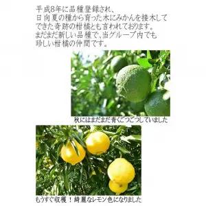 はるかみかん 6kg 訳あり みかん 和歌山県海南市より農園直送 2027年3月から4月中旬頃順次発送［Mg29］