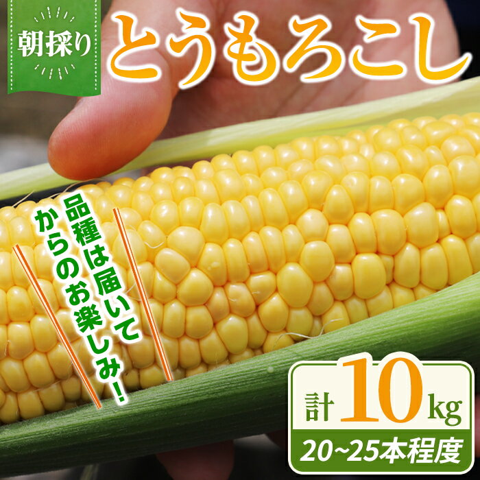 【ふるさと納税】【先行予約】＜ 期間限定 ＞ 朝採りとうもろこし 10kg 20～25本程度 （L・2L・3Lサイズ混在） 【2026年8月上旬に順次発送予定】｜ とうもろこし 野菜 ベジタブル ゴールドラッシュ 恵味ゴールド ミルキーシュガー おおもの 冷蔵 朝採れ 先行予約