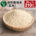 【ふるさと納税】【定期便】【1ヶ月毎7回】自然栽培米（玄米） 30kg×1袋 計210kg（30kg×7回） ミルキークイーン お米 米 玄米 単一原料米 無農薬 化学肥料不使用 有機肥料不使用 大分県産 国産 大分県 九重町 送料無料