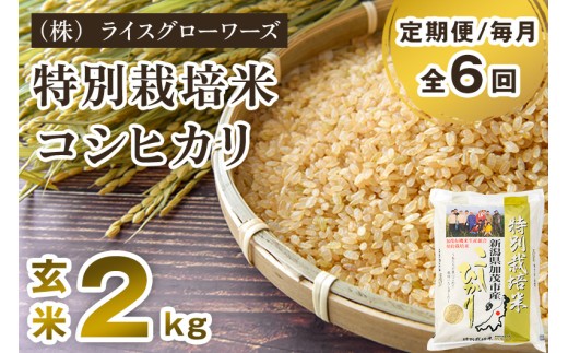 【令和8年産新米先行予約】【定期便6ヶ月毎月お届け】新潟県加茂市産 特別栽培米コシヒカリ 玄米2kg《10月上旬～順次出荷》 従来品種コシヒカリ （株）ライスグローワーズ