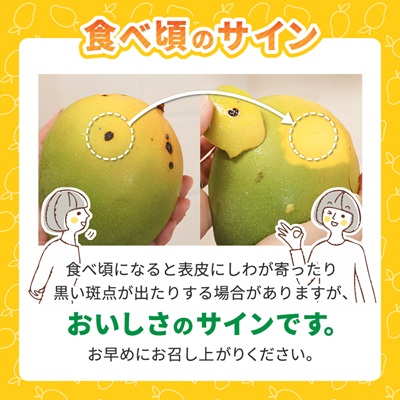 【2026年8月中旬から順次発送】今帰仁産の幻のキーツマンゴー1.5kg(2〜3玉)【配送不可地域：離島】【4014739】