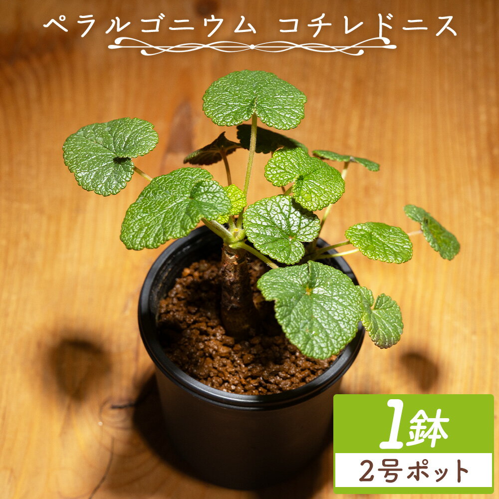 【ふるさと納税】ペラルゴニウム コチレドニス 1鉢（2号ポット） - 植物 常緑種 インテリア ナチュラル 自然 グリーン 観葉植物 おしゃれ 癒し かわいい Succulent field 高知県 香南市 【常温】 cc-0012