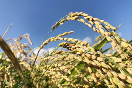 BI242 米 令和7年 新米 にこまる 5kg [ 長崎県 島原市 ]