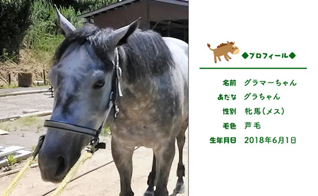 雑貨 張子の馬 グラマー グレー バージョン
