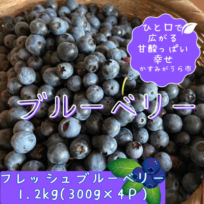
                  かすみがうら市特産　フレッシュブルーベリー　300g×4パック【1237741】
                
