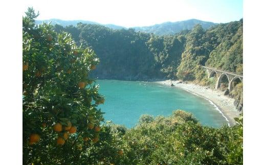 訳あり ポンカン 5kg 早期受付 2026年1月中旬より順次発送 安和ポンカン 家庭用 柑橘 椪柑 みかん フルーツ 果物 くだもの 期間限定 季節限定 YN001_x