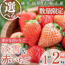 【ふるさと納税】＜先行予約受付中！R6年12月中旬以降配送予定＞【セット内容と内容量が選べる！】【数量限定】鹿児島県産いちご！淡雪・赤いちご（計1～2kg・約270g×4P～8P）選べる 白いちご 淡雪 赤いちご いちご 苺 イチゴ セット 食べ比べ 1kg 2kg 志布志市【農life】