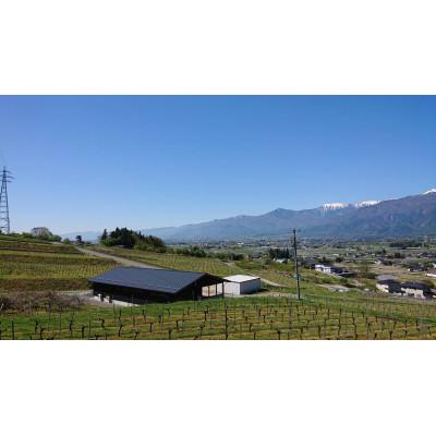 ふるさと納税 池田町 【毎月定期便】シャルドネ ヴェニュス全3回 |  | 01