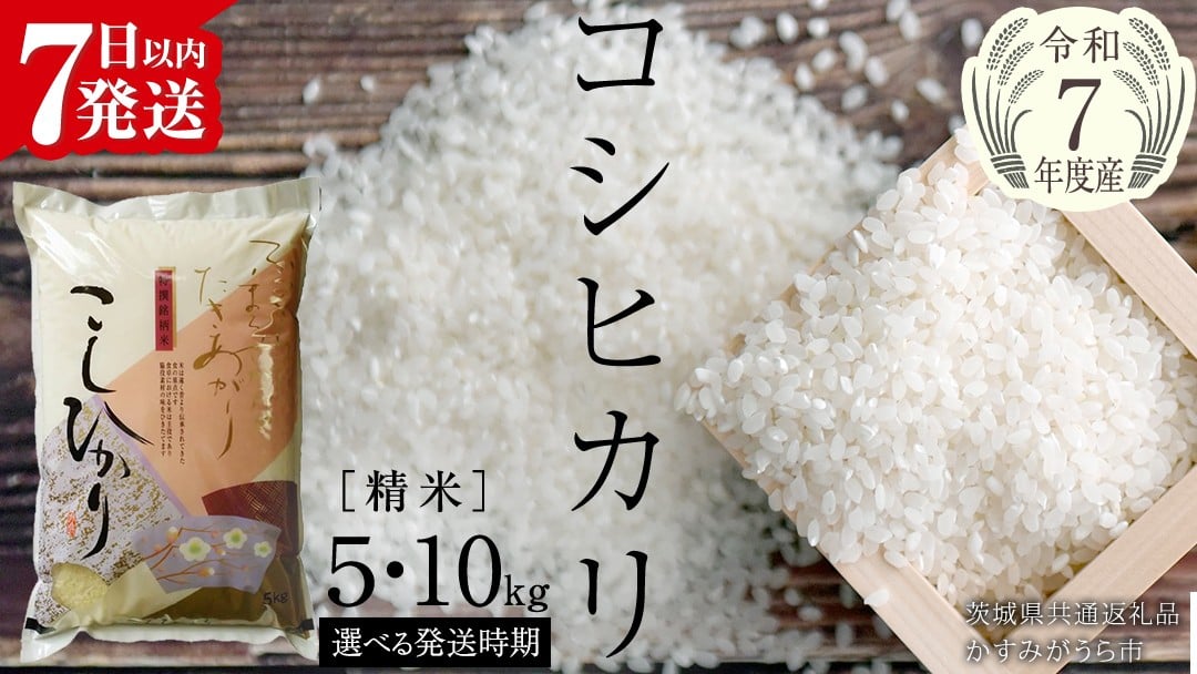 
            《 令和7年産 》 コシヒカリ 精米 5kg ～ 10kg ( 選べる 内容量・定期便・発送時期 ) (茨城県共通返礼品 かすみがうら市) 最短7日営業日以内発送 新米 米 ごはん もっちり 甘い コメ お米 白米 銘柄米 発送月選択 [EX001sa00]
          