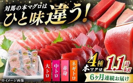 【全6回定期便】 対馬産 本マグロ 4種 計1.1kg（赤身/中トロ/大トロ/ネギトロ）[WAH038] マグロ まぐろ トロ