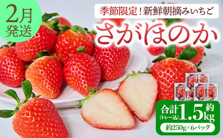 先行予約 いちご 【2027年2月発送】季節限定！ 新鮮朝摘みいちご「さがほのか」約1.5kg （250g×6パック