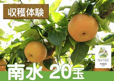 くだもの収穫体験