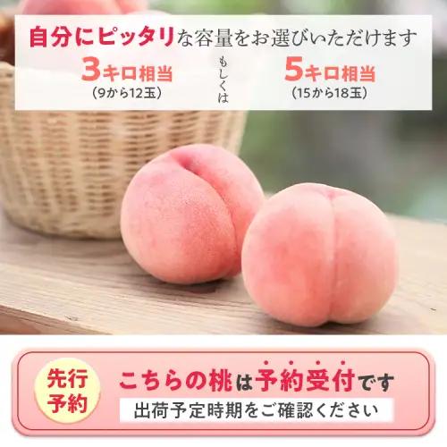 透過式光センサー川中島白桃 特秀3kg相当 9玉～11玉＜ ふくしま未来農業協同組合 ＞ | ふくしま 桃 福島 もも 国見 モモ ※2026年8月中旬頃より順次発送予定 ※沖縄・離島への配送不可