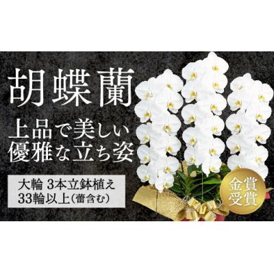 ふるさと納税 山口市 【金賞受賞】スタンダード鳴滝清流胡蝶蘭3本立 B102