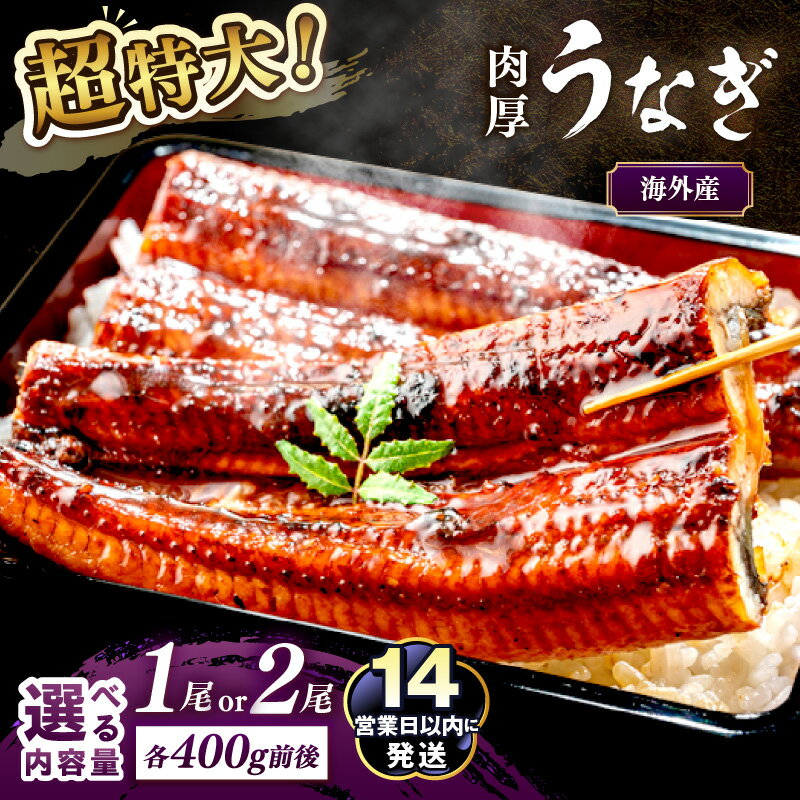 【ふるさと納税】超特大【14営業日以内発送】高評価★5.0 超特大！ふっくら肉厚！うなぎ蒲焼 1尾 2尾 選べる 内容量 配送時期 ふるさと納税 鰻 海外産 ウナギ 肉厚 蒲焼 鰻の蒲焼 有頭 蒲焼き かばやき かば焼き 土用の丑の日 うな丼 うな重 ひつまぶし 京丹後 食品 送料無料