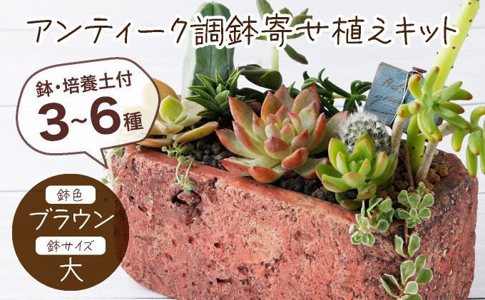 
サボテン多肉植物の「アンティーク調鉢寄せ植えキット」（鉢色・ブラウン、鉢サイズ・大）
