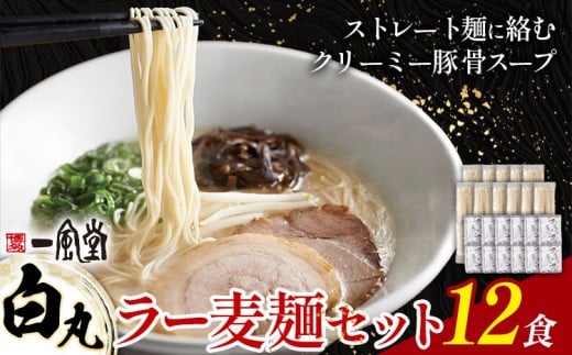 ラーメン 一風堂 白丸 ラー麦麺 12食 地域商社ふるさぽ《90日以内に出荷予定(土日祝除く)》福岡県 鞍手郡 小竹町 ラーメン とんこつ 豚骨スープ 豚骨ラーメン ラー麦 麺