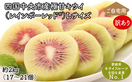＜10月下旬以降発送＞【ぽぽ農園】【訳あり・ご自宅用】レインボーレッドキウイ（四国中央市産レインボーレッド） Lサイズ 約2kg（17個～21個）