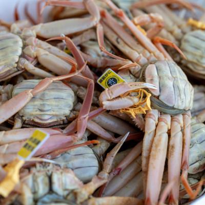 ふるさと納税 小浜市 セイコガニ(ズワイガニのメス)  10杯 |  | 03