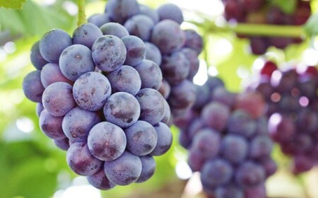 岡山県産 ニューピオーネ 4房 （1房480g以上） 約2kg 【2026年8月下旬-10月上旬迄発送予定】 ／ 葡萄 ぶどう 果物 果実 フルーツ 種なし 岡山県 美咲町 冷蔵